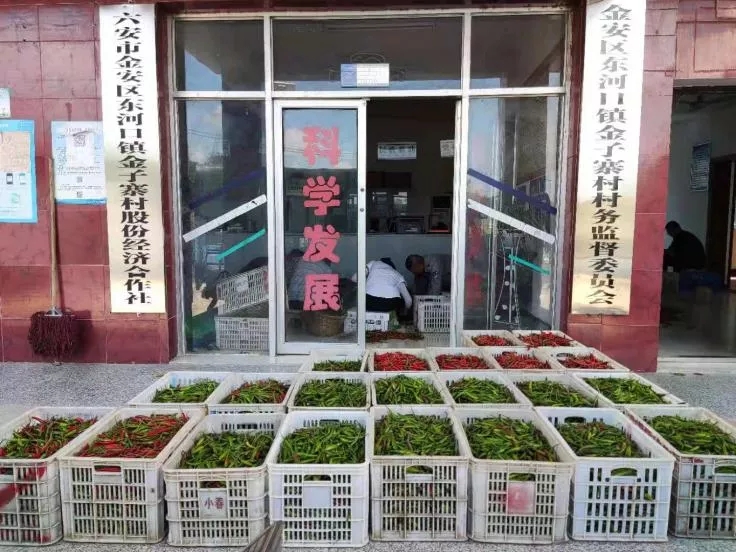 西商蔬果批發(fā)市場積極助銷東河口鎮(zhèn)滯銷杭椒